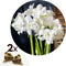 Plant in a Box - Amaryllis - Set van 2 - Hippeastrum - Bloembollen - Witte bloemen