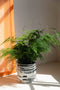 Zuiver Conic Plantenpot Zwart/Wit