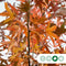 Amberboom laagstam | Liquidambar styraciflua | Bomenbezorgd.nl