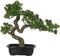 J-Line plant Podocarpus Bonsai - kunststof - groen - small