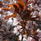 Sierpruim als leiboom Prunus cerasifera Nigra h 300 cm st. omtrek 6...