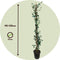 Plant in a Box - Trachelospermum jasminoides 'Pink Showers' - Set van 2 - Jasmijn XL - Winterharde klimplant - Pot 17cm - Hoogte 110-120cm