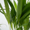 Plant in a Box - Mix van 4 diervriendelijke planten - Luchtzuiverende groene kamerplanten - Pot 12cm - Hoogte 20-40cm