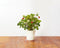 Wild Strawberry Refill voor Smart Herb Garden (3-pack)