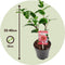 Plant in a Box - Camellia Volunteer - Set van 2 - Middelgrote struik - Bloeit grote roze bloemen - Pot 13cm - Hoogte 25-40m