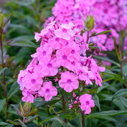 Phlox (P) 'Sweet Summer Fragrance' | 1 stuk | Bijen- en vlinderplant | Bijentuin | Bloeiende vaste plant | bloemenpracht in de zomer | Geurende plant | tuinplant geurend | 11x11 cm Kwekerspot | Geurend | Roze