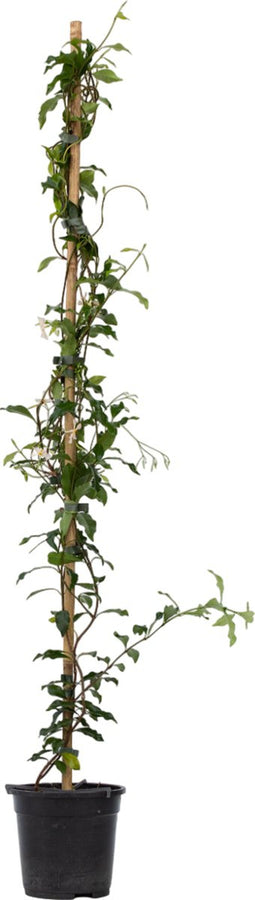 Plant in a Box - Trachelospermum jasminoides 'Pink Showers' - Jasmijn XL - Winterharde klimplant - Pot 17cm - Hoogte 110-120cm