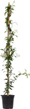 Plant in a Box - Trachelospermum jasminoides 'Pink Showers' - Jasmijn XL - Winterharde klimplant - Pot 17cm - Hoogte 110-120cm