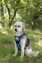 Flamingo Balou - Harnas hond - Anti trek - Maat M A:32-56cm B:50-65cm - Blauw