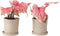 Plant in a Box - Caladium Sweetheart - Set van 2 - Tropische kamerplant - Pot 12cm - Hoogte 25-40cm