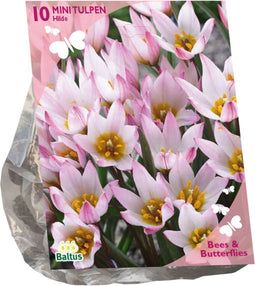 Baltus - Bollen Tulipa cretica Hilde 10 stuks