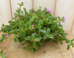 3 stuks! Portulaca eenjarig roze