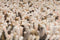 Vloerkleed Brink & Campman Rocks Savanna Sand 70531 - maat 200 x 300 cm