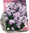 Baltus - Bollen Chionodoxa Pink Giant 25 stuks
