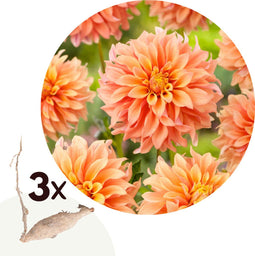Plant in a Box - Dahlia Tyrell - Set van 3 - Dahliaknollen Dinner-plate - Prachtige zomerbloeier - Bloembollen