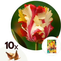 Plant in a Box - Tulipa Flaming Parrot - Bloembollen x10 - Tulp - parkiettulp - tweekleurig