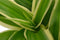 Plant Puzzel ® Discover the World Ecosysteem met verlichting - Broekhof Adding Value - Groene plant- Hoogte 25 cm