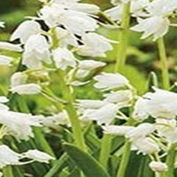 3 stuks - JUB - Hyacinthoides hisp. wit 8 bollen