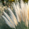 Plant in a Box - Miscanthus Gracilimus - Winterhard Siergras - Pot 23cm - Hoogte 40-60cm
