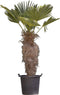 Wagner palm 80 cm stamhoogte | Trachycarpus wagnerianus 80-100 cm| Bomenbezorgd.nl