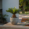 Plant in a Box - Set van 4 Cycas Revoluta - Varenpalm - Pot 15cm - Hoogte 45-60cm
