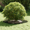 vidaXL - Plantenring - Olijfgroen - Ø40/70 - cm - Staal