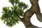 J-Line plant Podocarpus Bonsai - kunststof - groen - small