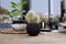 Capi Europe - Vaas bol Groove Black & Gold - 18x15 - Zwart - Opening Ø11 - Bloempot voor binnen - 5 jaar garantie - BGVBL102