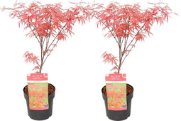 Plant in a Box - Acer palmatum 'Amagi-shigure' - Set van 2 - Japanse Esdoorn Winterhard - Pot 13cm - Hoogte 30-40cm