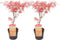 Plant in a Box - Acer palmatum 'Amagi-shigure' - Set van 2 - Japanse Esdoorn Winterhard - Pot 13cm - Hoogte 30-40cm
