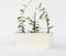 Plant in a Box - Mix van 3 Jasmijn klimplanten - Trachelospernum jasminoïdes tuinplanten - Pot 9cm - Hoogte 25-40cm