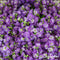 Plukbloemen Mengsel - 32 soorten (500g, 250m2) - Snijbloemen - Snijbloemen Zaad - Bloemenweide - Inheemse Zaden - Bloemen - Bloemzaden - Bloemzaadjes - Plukbloemen Zaad - Colour - Organifer