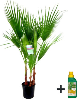 Plant in a box - Washingtonia Robusta met conditioner - Mexicaanse Palm - Winterhard - Hoogte 70-90cm - Pot 21cm
