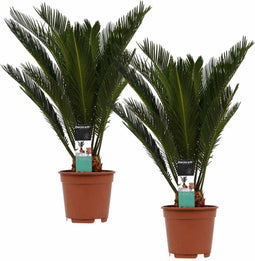 Decorum Duo Cycas Revoluta – ↨ 55cm – ⌀ 14cm