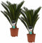 Decorum Duo Cycas Revoluta – ↨ 55cm – ⌀ 14cm