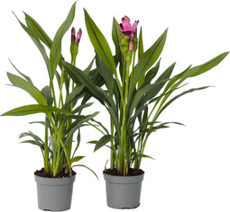 Plant in a Box - Curcuma 'Al Siam Supreme' - Set van 4 - Kurkuma - Bloeiende kamerplanten - Pot 13cm - Hoogte 40-60cm