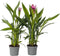 Plant in a Box - Curcuma 'Al Siam Supreme' - Set van 4 - Kurkuma - Bloeiende kamerplanten - Pot 13cm - Hoogte 40-60cm
