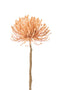 LEUCOSPERMUM PLASTIC L OR L