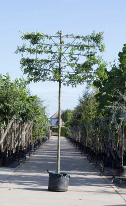 Zuil leihaagbeuk 240 cm | Carpinus betulus 'Fastigiata' 16-20 cm 240 cm| Bomenbezorgd.nl