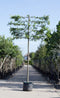 Zuil leihaagbeuk 240 cm | Carpinus betulus 'Fastigiata' 16-20 cm 240 cm| Bomenbezorgd.nl