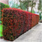 Plants by Frank | 1 strekkende meter rode Berberishaag | 6x Berberis Thunbergii 'Atropurpurea' | Ø12 cm - 20 cm | Bladverliezende haag | Tuinplanten | Planten