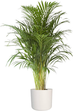 Goudpalm in ® ELHO b.for soft sierpot – ↨ 110cm – ⌀ 24cm