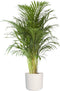 Goudpalm in ® ELHO b.for soft sierpot – ↨ 110cm – ⌀ 24cm