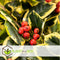 Plant in a Box - Ilex Golden King - Set van 4 - Groenblijvende tuinplant - kleur uw herfst- en wintertuin - Pot 17cm - Hoogte 25-35cm
