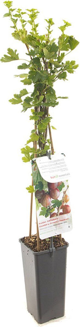 Ribes uva-crispa Hinnonmäki Röd - rode kruisbes -bessenstruik - kleinfruit - fruitstruik - plant - eigen fruit kweken