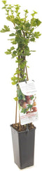 Ribes uva-crispa Hinnonmäki Röd - rode kruisbes -bessenstruik - kleinfruit - fruitstruik - plant - eigen fruit kweken