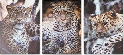 Schilderij DKD Home Decor Luipaard Koloniaal (50 x 1,8 x 70 cm)