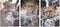 Schilderij DKD Home Decor Luipaard Koloniaal (50 x 1,8 x 70 cm)
