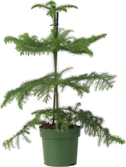 Plant in a Box - Araucaria Heterophylla - Norfolkden - Kamerden - Pot 14cm - Hoogte 45-55cm