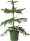 Plant in a Box - Araucaria Heterophylla - Norfolkden - Kamerden - Pot 14cm - Hoogte 45-55cm